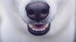 Jan 27, 2021 · how strong are my dog's teeth? Why Do Dogs Teeth Chatter Superb Dog