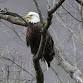 Eagle & Osprey Cruise