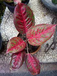 Pin On Aglaonema