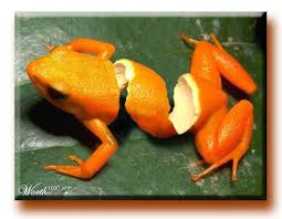 Orange Frog Graphicdesign Photoshop Fruit Animals Amazing Photoshop Cool Photoshop