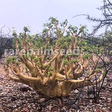Image result for Cyphostemma tenuissimum