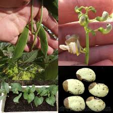 Image result for Phaseolus lunatus