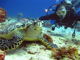 Resultado de imagen para cozumel la riviera maya