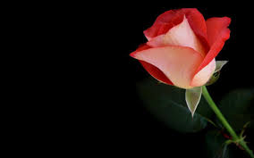 Find stunning happy new year 2020 transparent images in hd illustrations and vectors for upcoming year. Roses With Black Backgrounds Wallpaper Cave