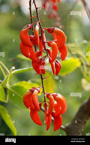 Image result for Erythrina falcata