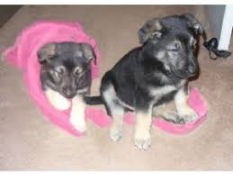 We did not find results for: German Shepherd Puppies In Missouri