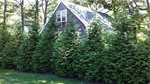 Some privacy hedges grow very fast, while others take time to mature. 10 Evergreen Shrubs For Privacy Zone 3 7