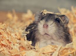 Cats can eat dog food for a short period of time, but not forever. Why Do Hamsters Sometimes Eat Their Babies