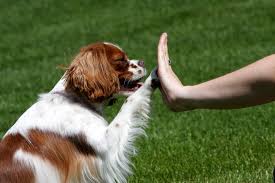 Cavalier King Charles Spaniel Training Puppy Training Dog Training Basic Dog Training