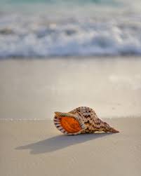 We did not find results for: Conch Shell Pictures Download Free Images On Unsplash