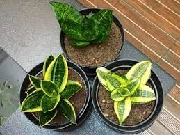 Tanaman ini biasanya ditanam di pot lalu digantungkan di dinding. Selain Jadi Tanaman Hias Lidah Mertua Juga Baik Untuk Lingkungan