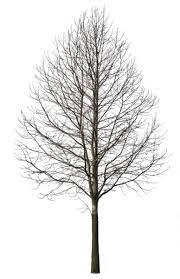 Visit Architectoncoffee Com Tree Photoshop Tree Textures Landscape Trees