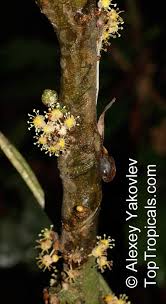 Image result for Drypetes sclerophylla