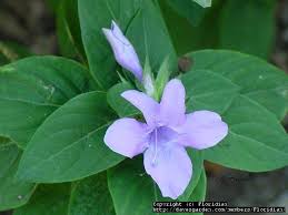 Image result for Barleria vollesenii