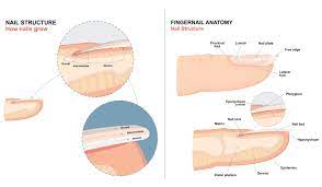 Nail Anatomy Terms 10 Free Life Anatomy Nails Beau S Lines