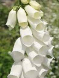 Atzbacher garten fingerhut mit besucher. Digitalis Purpurea Alba Garten Fingerhut Gunstig Kaufen