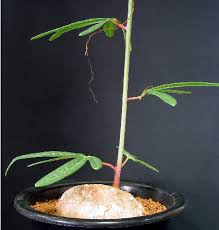 Image result for Adenia stenodactyla