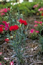 Growing Carnations Hgtv