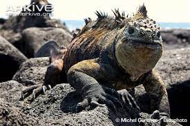 Male Galapagos Marine Iguana Ssp Albemarlensis Front View Marine Iguana Galapagos Islands Galapagos