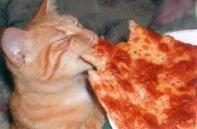 Love This Tumblr Pizza Cats Pizza Cat Love Pizza Food