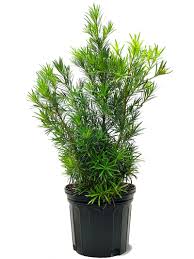 Image result for Podocarpus