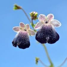 Image result for Senecio polyanthemoides