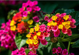 We did not find results for: 12 Plantes Qui Repoussent Les Moustiques Jardin Et Plantes Fr