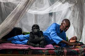Remembering Ndakasi, a beloved mountain gorilla | National Geographic