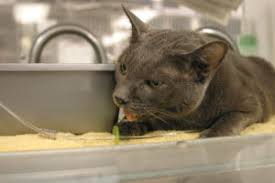 Adenocarcinoma grows rapidly and metastasizes to distant parts of the body and organs, including the brain, eyes, bones, and lymph nodes. How To Recognize Fluid In A Cat S Lungs