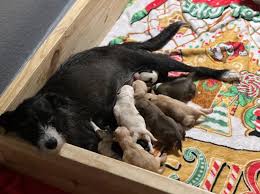 Update!!!! Pflugerville Animal Control has found Maddie Lou & returned her  home! Thank you for helping me find her ❤️ yall were my super heros today  Please help & share!