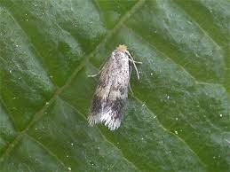 Image result for Stigmella prunetorum