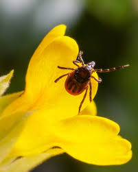 La maladie de lyme ou borréliose de lyme est une maladie infectieuse transmise par l'intermédiaire d'une piqûre de tique infectée. Maladie De Lyme Symptomes Et Bons Reflexes En Cas De Morsure De Tique Femininbio