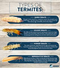 What causes termites to invade your house. All About Termites And How To Get Rid Of An Infestation