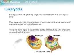 Identify the 2 general types of eukaryotic cells and create a venn diagram to compare animal and plant cells. Lesson Overview 7 1 Life Is Cellular Ppt Download