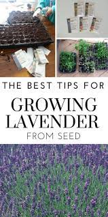 Tips To Successfully Grow Lavender From Seed Growing Lavender From Seed Growing Lavender Lavender Seeds
