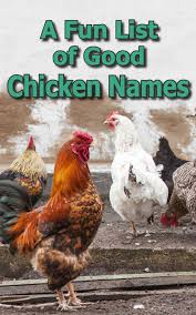 Symbols for styling free fire pet name how to change free fire pet names? List The Best Chicken Names A To Z Backyard Poultry