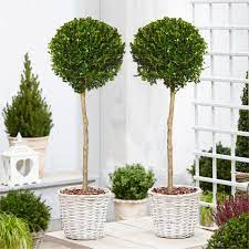 The trees in this selection do all of these things but, in my opinion are especially suitable for contemporary landscapes. Pair Of Large Topiary Evergreen Buxus Lollipop Standard Trees Stylish Contemporary Box Ball Lollipop Trees Special Deals Garden Plants