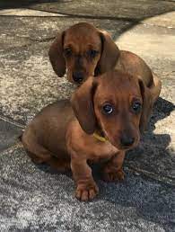 Longhaired dachshund puppy playful to the max art print 8 x 10 doxie collectible. Miniature Dachshund For Sale L2sanpiero