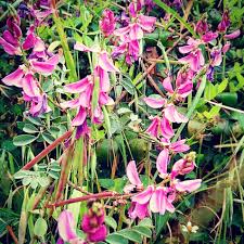 Image result for Tephrosia tanganicensis