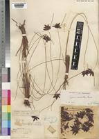 Image result for Pycreus nigricans