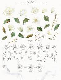 White Magnolia And Cotton Greenery White Magnolia Magnolia Tattoo Magnolia