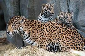 Houston Zoo S Baby Jaguars Are Already Stealing Hearts Beyond Cute Cubs Could Convert Even An Animal Hater