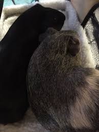 The following list features 10 pets that can be cared for and loved, yet at the same time do not need (or in some cases want) the demanding they will require exercise and time outside their cage, but for many people, this is what makes them such a great pet. Are Guinea Pigs Good Starter Pets For Kids No Peta