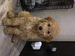 Local to south & north carolina, serving the entire united states. View Ad Goldendoodle Puppy For Sale Near North Carolina Asheville Usa Adn 47999