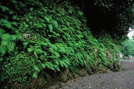 Image result for Pneumatopteris unita