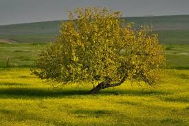 Truly i tell you, if you have faith as small as a mustard seed, you can say to this mountain, 'move from here to there,' and it will move. Mustard Seed Faith Challenged Changed