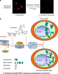 What are side effects of ivermectin. Plasmodium Falciparum Signal Recognition Particle Components And Anti Parasitic Effect Of Ivermectin In Blocking Nucleo Cytoplasmic Shuttling Of Srp Cell Death Disease