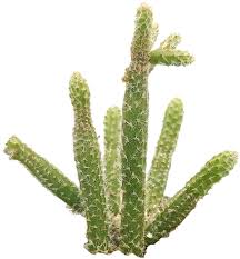 Learn about the different types of cacti and which is right for you. Mini Rat S Tail Cactus Trailing Cactus Disocactus Flagelliformis Succulents Box