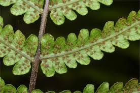 Image result for Thelypteridaceae