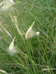 Image result for Lophacme